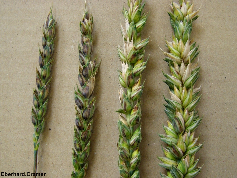 weizen_aehre_genetische_stoerung_untersch__auspraegung800x600.jpg