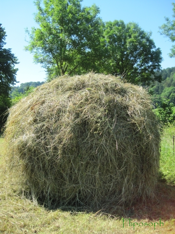 Wo ist mein Schlepper 04.jpg