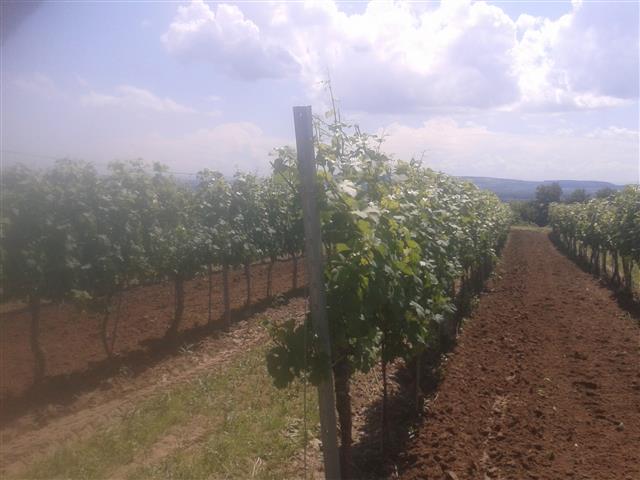 2016-07-01 13.32.59.jpg