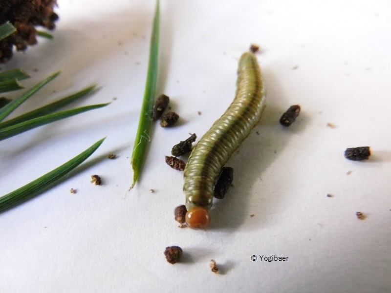 Kiefernkultur-Gespinstblattwespe, Raupe, Front.jpg