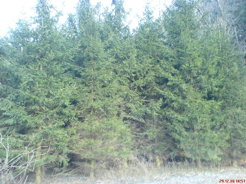 Jungwald_Fichte_29-Dez.jpg