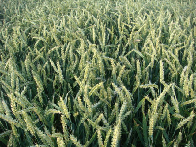 Winterweizen Elixer.JPG