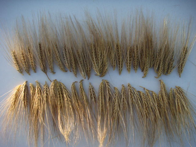 SU ELLEN oben Highlight unten.JPG