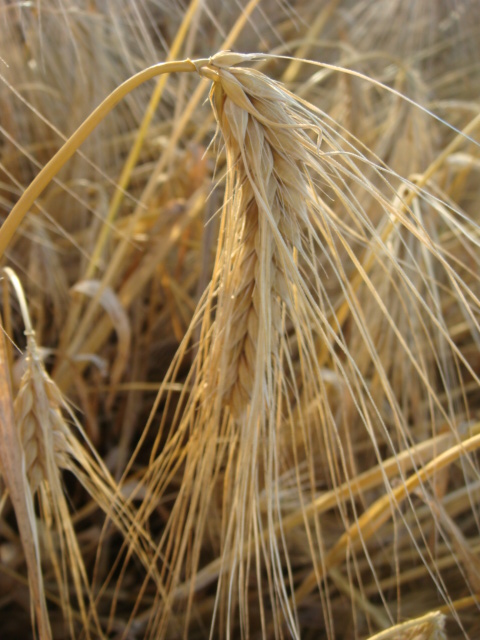 Wintergerste Highlight Detail Ähre.JPG