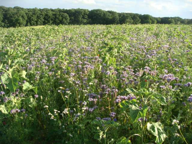 Winis Blühwiese Mitte Juni.JPG