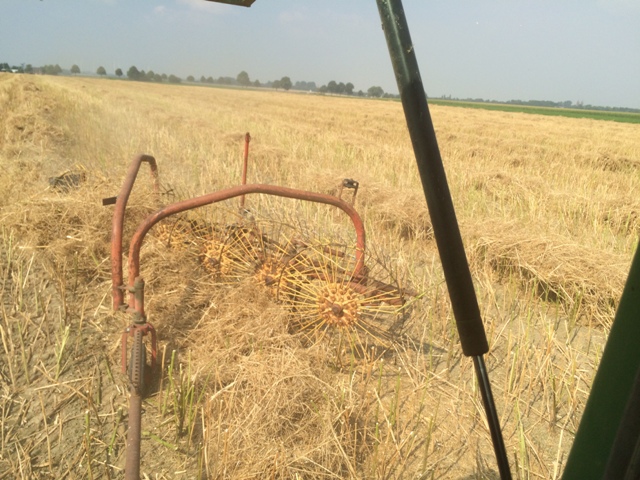 Rapsstroh lüften.JPG