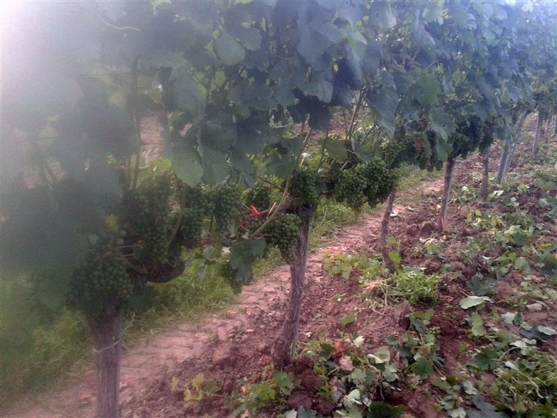 2016-07-28 19.14.07.jpg