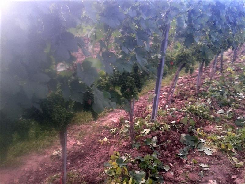 2016-07-28 19.14.37.jpg