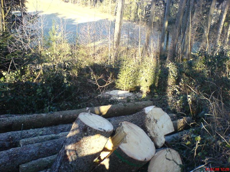 31-Dez_08_Fichte_vom_Wind_gespalten.jpg