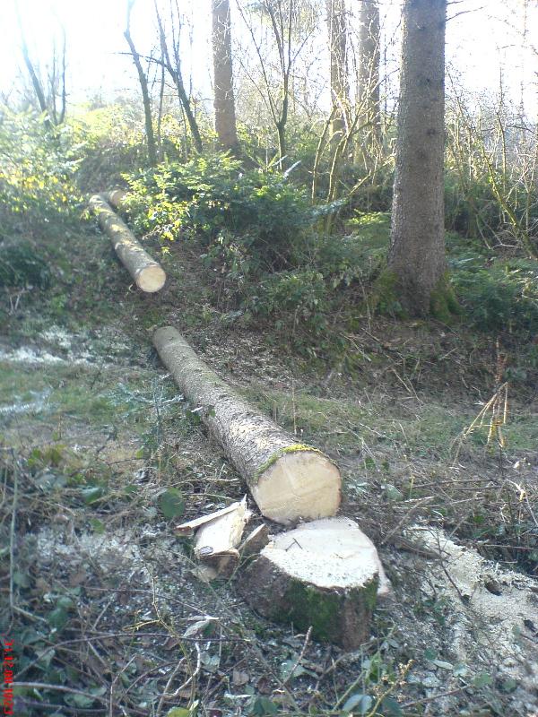 31-Dez_08_Fichte_fällen_aushalten_V1.jpg