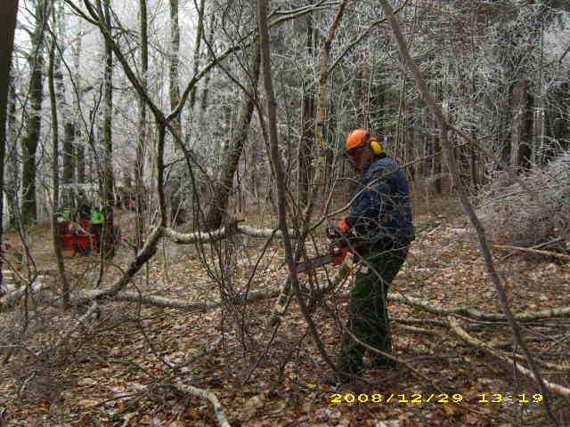 wald u. Forst 114.jpg