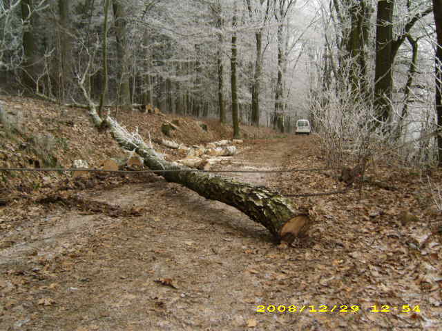 wald u. Forst 107.jpg