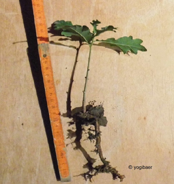 Quercus robur Sämling.jpg