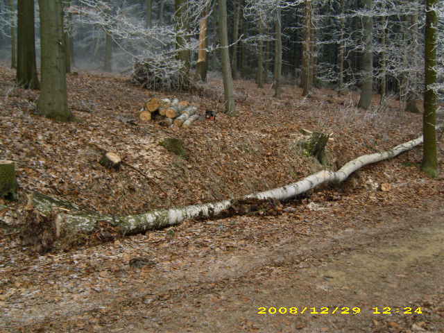 wald u. Forst 100.jpg