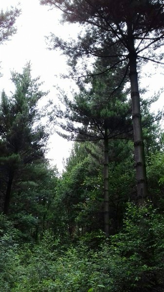 Douglasie 500er Verband.jpg