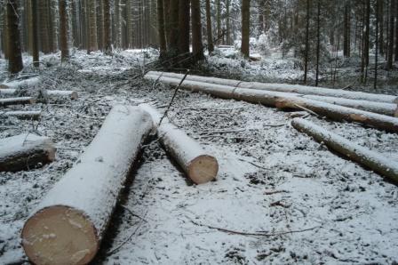 Waldarbeit_Weihnachten_Neujahr_2008 076.jpg