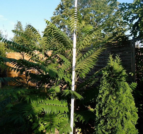 Ailanthus altissima,Götterbaum,Aussaat 2015.jpg