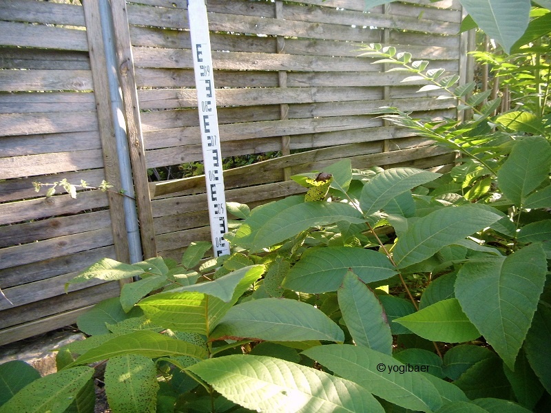 Juglans cinerea, Butternuss, Aussaat Herbst 2014.jpg