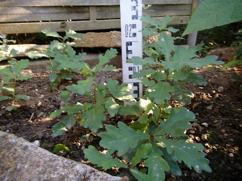 Quercus robur sp. Unbekannt, Stieleiche, Aussat 2016.jpg