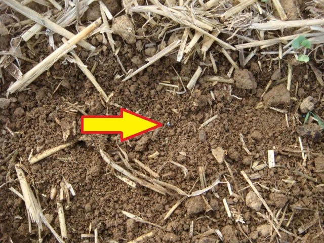 Grubber-Raps am 2.10.16 im Keimstadium.JPG