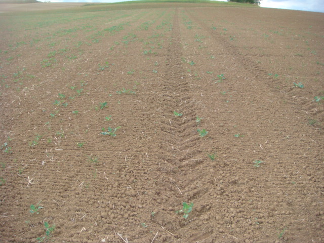 Feldansicht Pflugraps 2.10.16.JPG