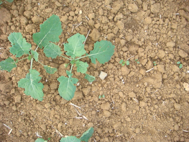 Raps groß und klein am 2.10.16.JPG