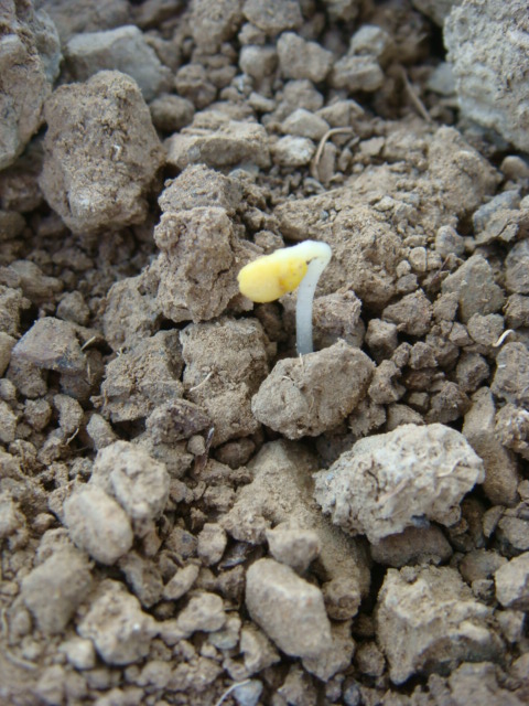 Raps da keimt er am 2.10.16.JPG