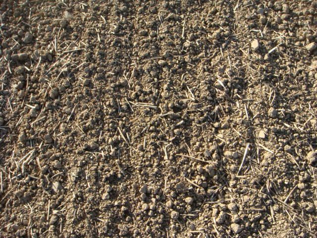 Raps Umbruch 2.10.2016.JPG