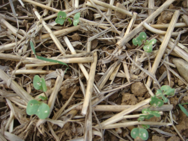 Grubber-Raps am 2.10.16 Nahaufnahme.JPG