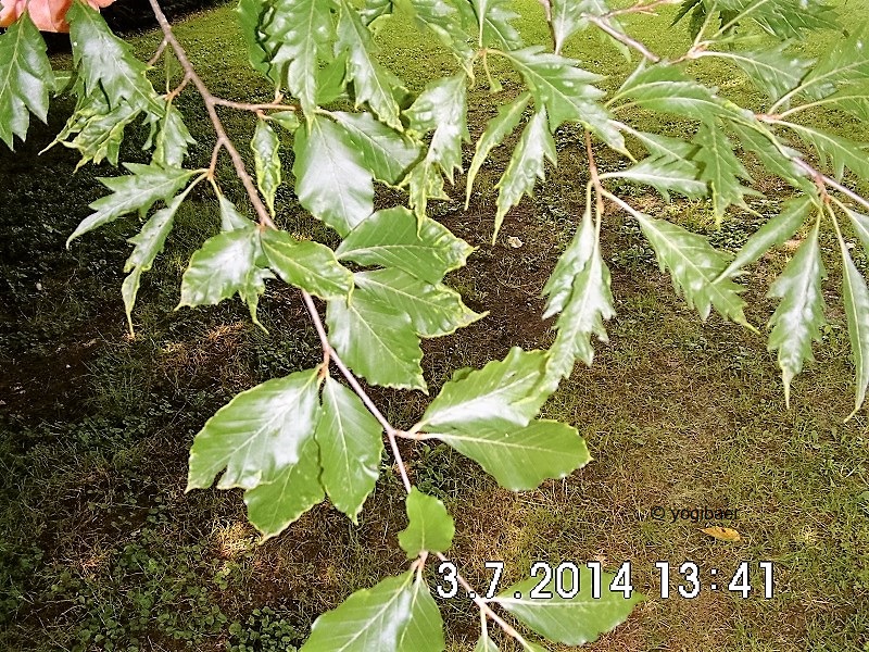 Fagus diversifolia.jpg