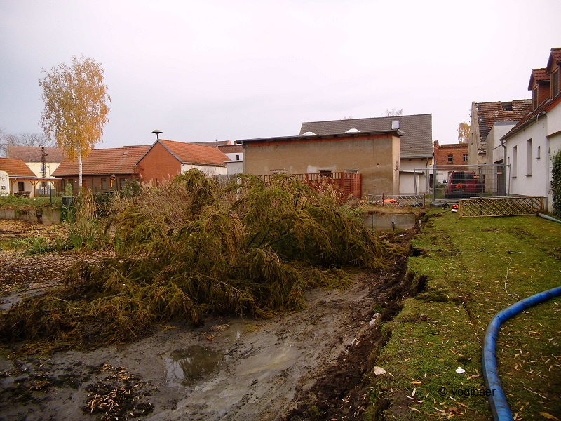 Lärche Fällung 2.jpg