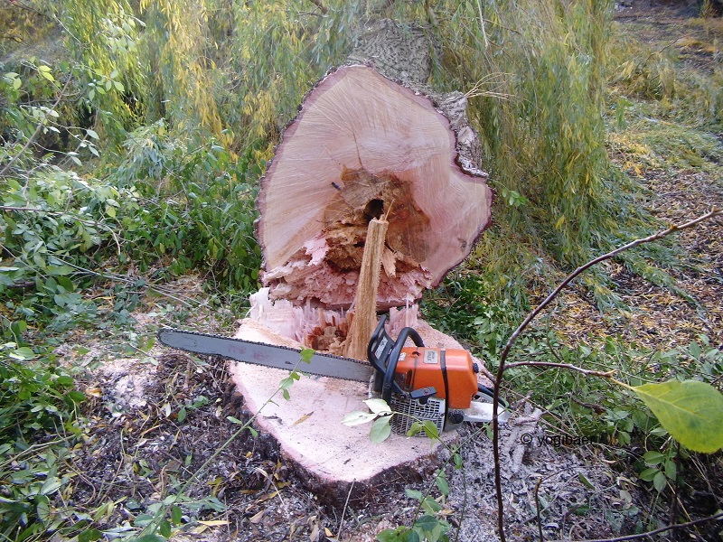 Trauerweide Fällung.jpg