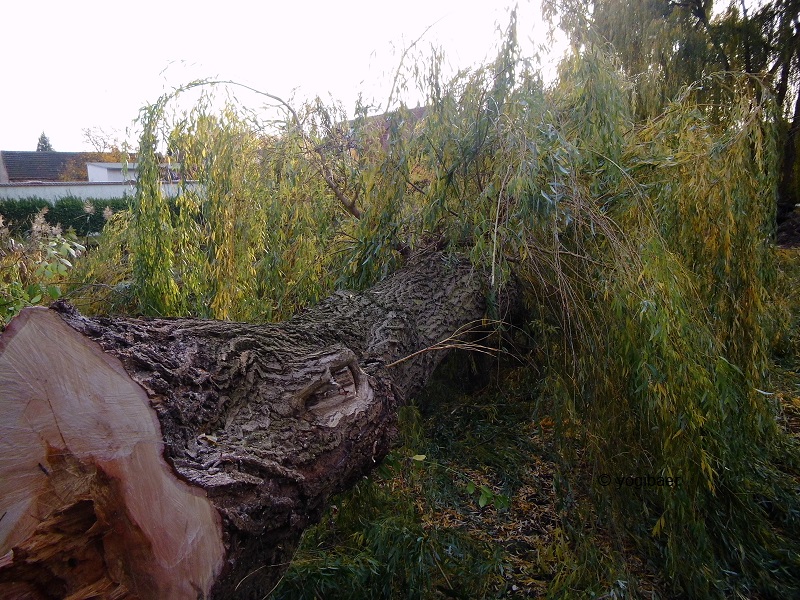 Trauerweide Fällung 2.jpg