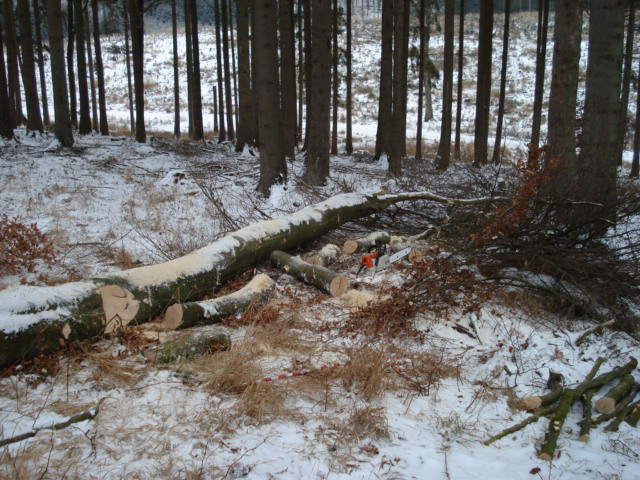 Waldarbeit jan.09 001.jpg