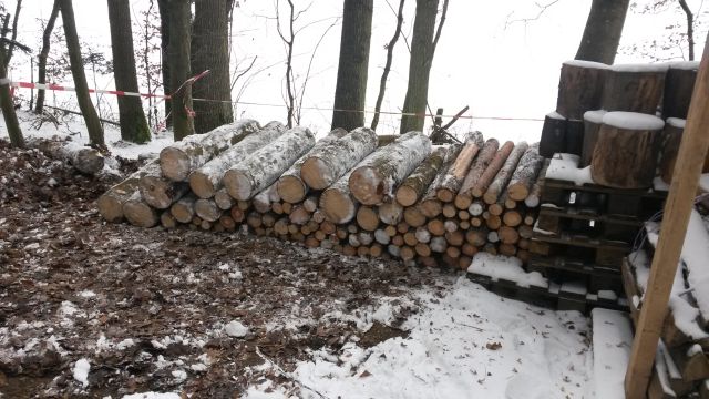 Durchforstung Jan. 2017f.jpg