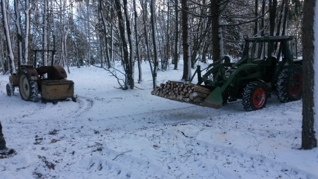 Durchforstung Jan. 2017c.jpg