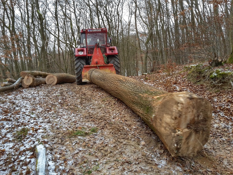 Esche Januar 17.jpeg