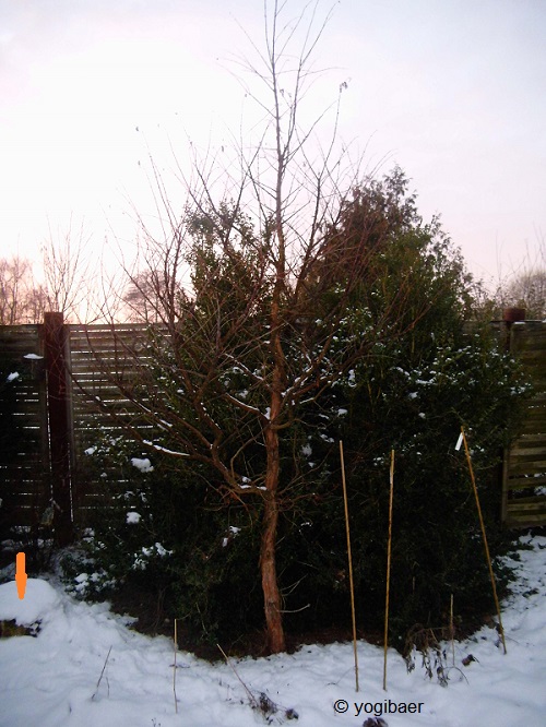 Metasequoia g. 2017 3,9m 6cm BHD.jpg