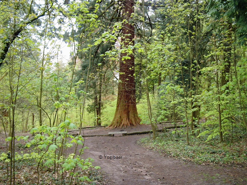 Sequoiadendron giganteum.jpg