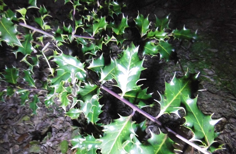 Ilex aquifolium.jpg