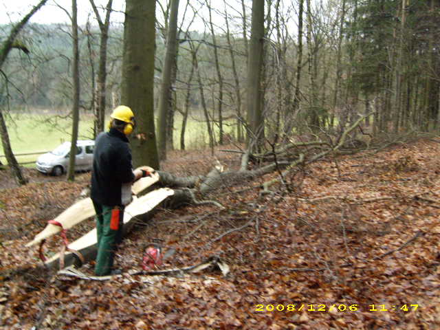 wald u. Forst 037.jpg