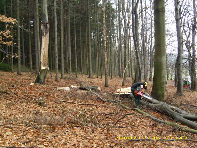 wald u. Forst 038.jpg