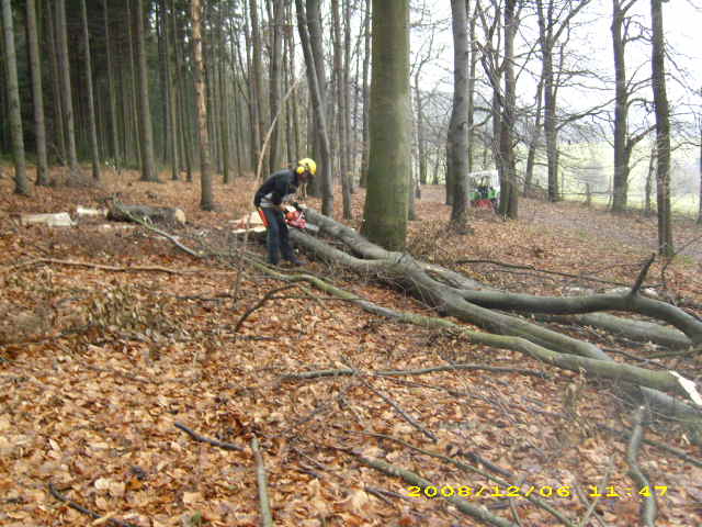 wald u. Forst 039.jpg