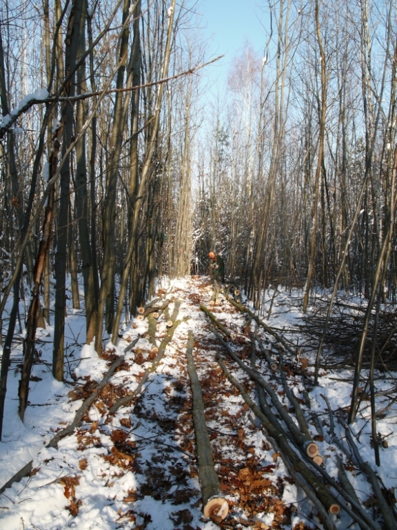 roteichen rückegasse 2.jpg