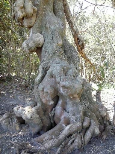 Baumart nicht bekannt.jpg