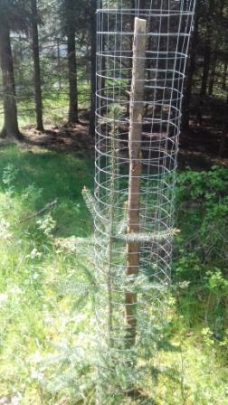 Douglasie 2 Standjahr vor Austrieb.JPG