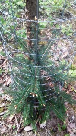 Douglasie 2 Standjahr Knospenschwellen.JPG