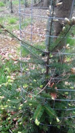 Douglasie 2 Standjahr Nadel Austrieb.JPG