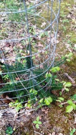 Douglasie 2017 Nadelaustrieb.JPG