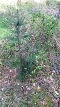 Douglasie Fegeschaden.JPG